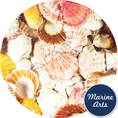 - Sea Washed - Queenie Scallop